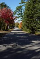 Nature - Autumn Road 2 - Photography